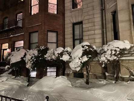 Snow covered trees outside of a building.