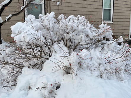 Snow covers a plant in front of a house.