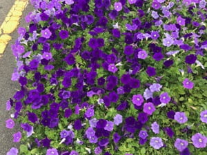 Numerous purple flowers with green leaves.