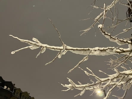 Ice and snow on tree branches.
