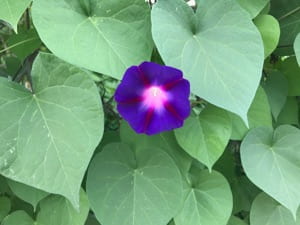 A single purple flower against a backdrop of larger green leaves.