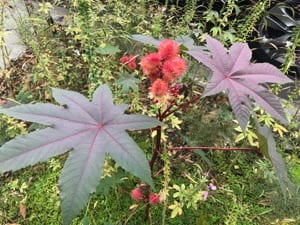 Leaves and red flowers.