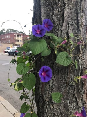 Purple flowers and green leaves growing on the side of a tree.