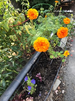 A group of orange flowers with green leaves.