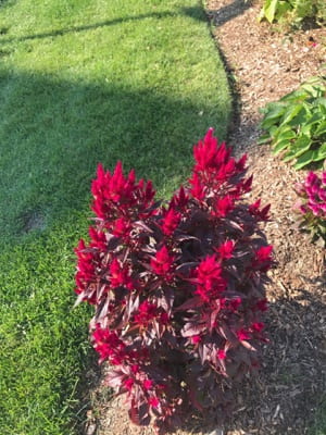 A plant with bright red leaves grows next to green grass.