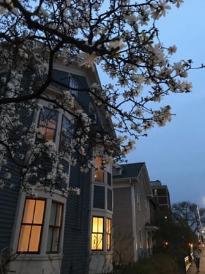 A tree with white blossoms in front of a row of houses.
