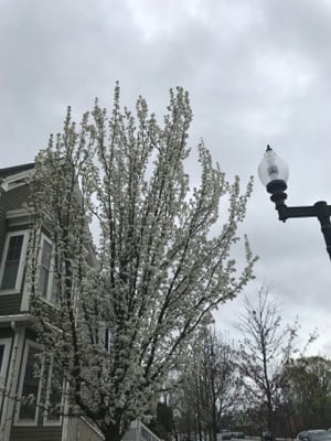 A tree with white blossoms next to houses and a streetlamp.