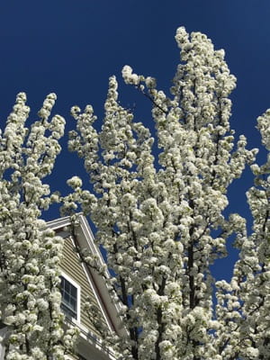 A tree with numerous white blossoms in front of a house, against a bright blue sky.