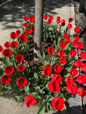 Numerous red flowers growing beside a tree in a sidewalk garden.