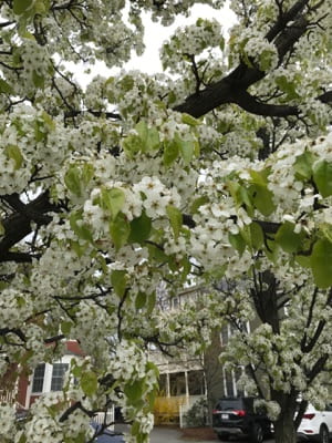 A tree with numerous white flowers and green leaves.