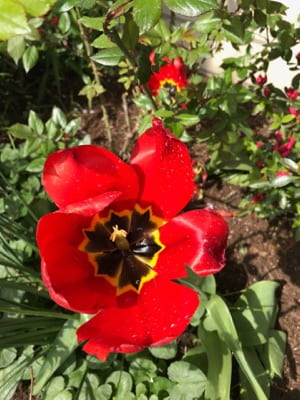 A flower with bright red petals growing in a garden.