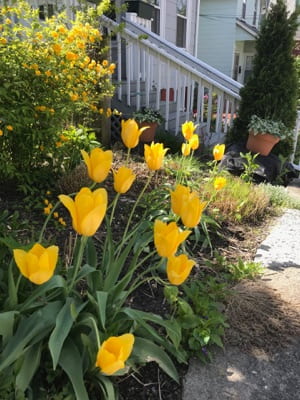 Numerous yellow flowers growing alongside a house.