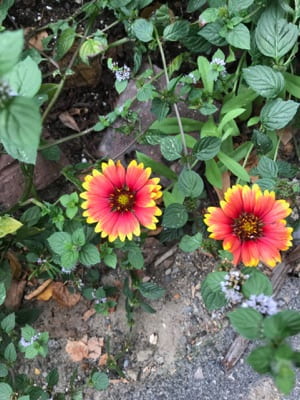 Two red and orange flowers surrounded by green leaves.