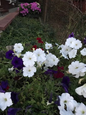 White, purple and red flowers in a garden with green leaves.