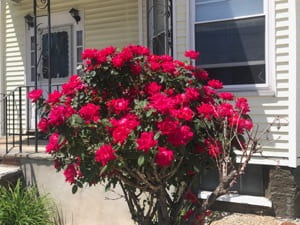 A large plant with numerous red flowers in front of a house.