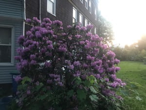 A large plant with numerous purple flowers next to a house.