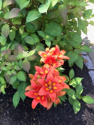 Orange and yellow flowers with bright green leaves in the background.