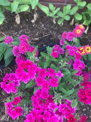 A group of bright pink and purple flowers.