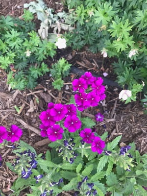 Bright purple flowers and green leaves.