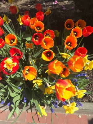 Overhead view of orange and yellow flowers in bloom.