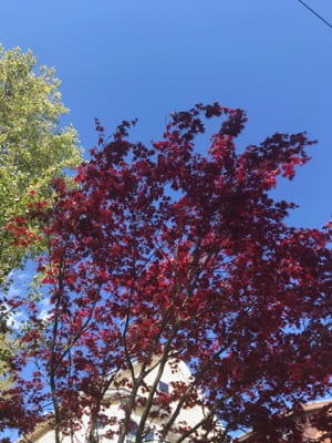 Tree with dark red leaves against a bright blue sky, next to a tree with green leaves.