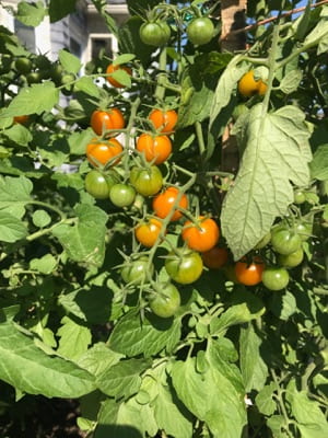 Orange and green tomatoes on a vine with green leaves.