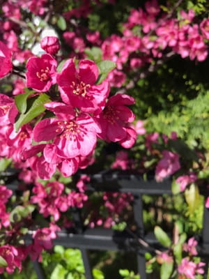 Close view of bright pink flowers in bloom, surrounded by green leaves.