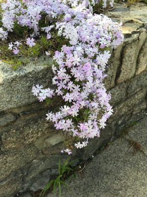 White and light purple flower blossoms growing on a stone wall.