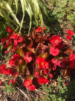 A group of red flowers.