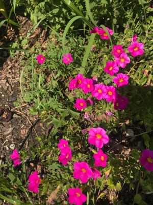 A group of pink flowers with yellow at the center.