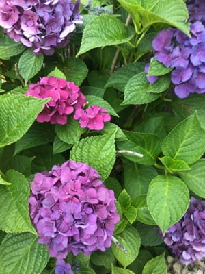 Large groups of pink and purple blossoms amidst bright green leaves.
