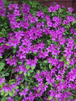 Bright purple flower blossoms against a backdrop of bright green leaves.