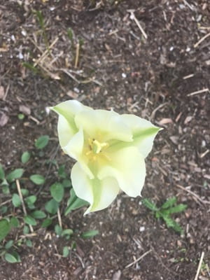 A singular pale yellow flower in soil.