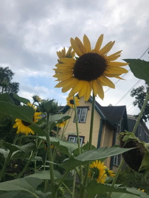 A group of sunflowers growing in front of a yellow house.