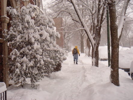 A person walking down a snow covered sidewalk lined by trees covered in snow.