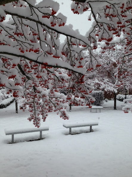 Tree branches with red berries covered in snow.